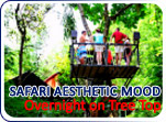 Safari Aesthetic Mood Overnight on Tree Top