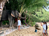 Elephant Lover on The Beach