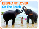 Elephant Lover on The Beach