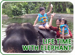 Life time with Elephant