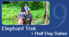 Elephant Trek + Half Day Safari