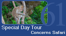 Special Day Tour Concerns Safari